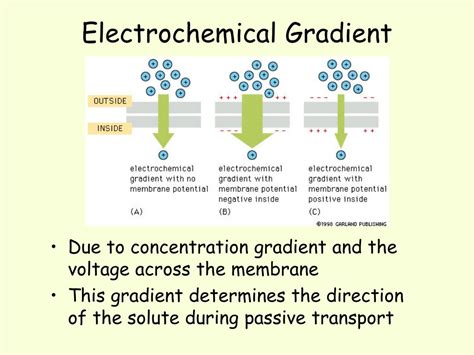 electrochemical gradient examples