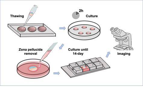 Embryo Culture IVF lab