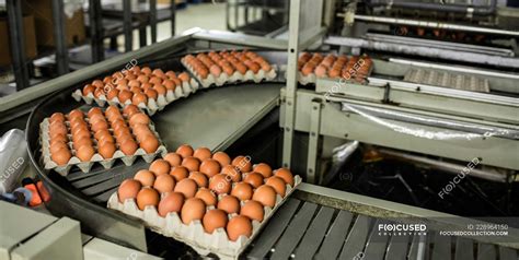 employee training in egg factories
