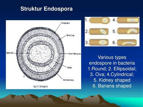 endospora bakteri