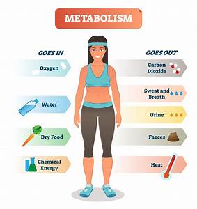 Enhancing metabolism