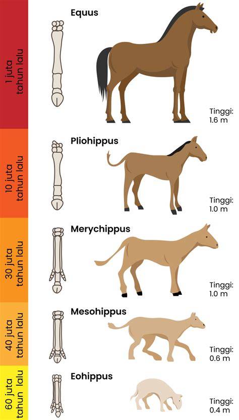 evolusi kuda dari fosil