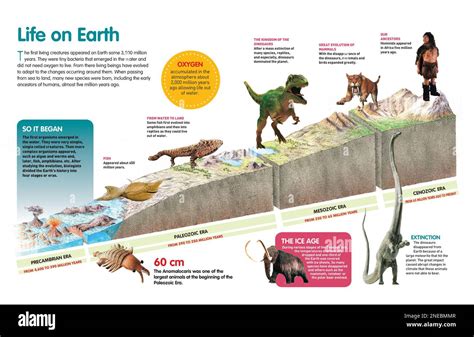 evolution of life on earth