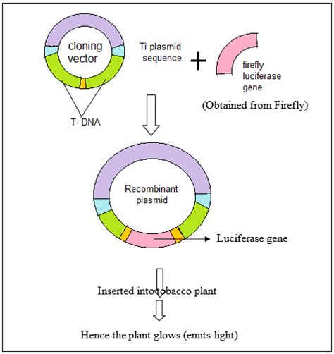 example of cloning vector in biotechnology