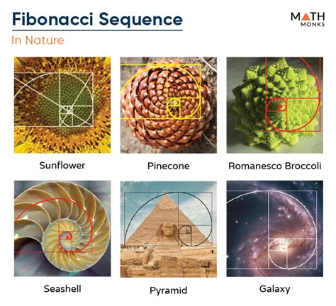 example of fibonacci sequence in nature with explanation