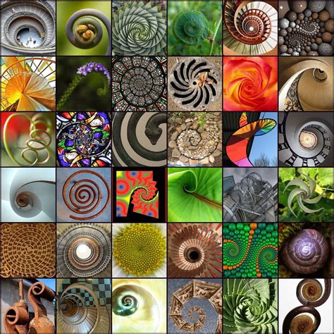 example of fibonacci series in nature