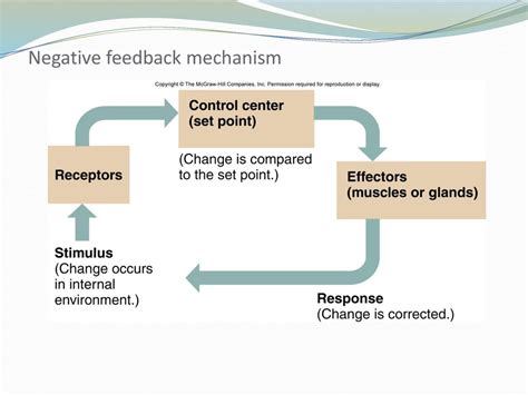 example of negative feedback mechanism in homeostasis