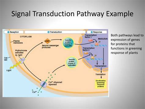 example of signal transduction pathway