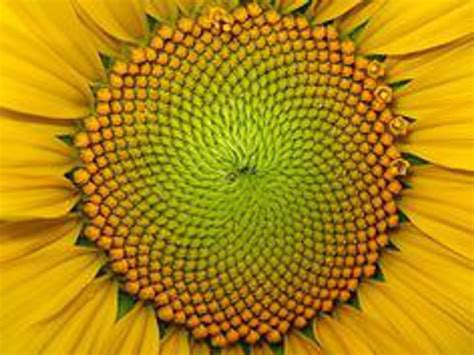 examples of fibonacci sequence in nature