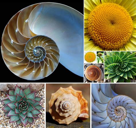 examples of fibonacci spiral in nature
