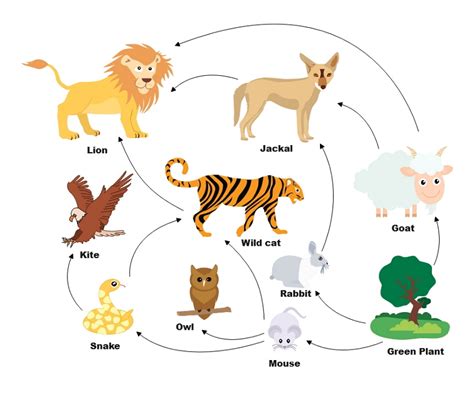 examples of food web diagram