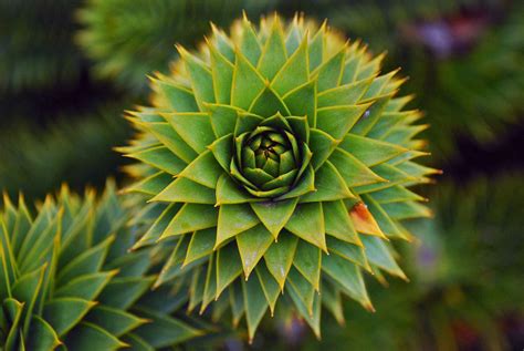examples of mathematical patterns in nature