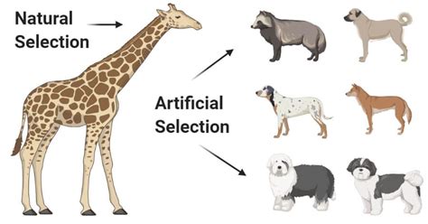 examples of natural and artificial