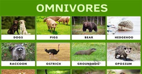 examples of omnivore animals