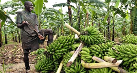 examples of plantation crops in uganda