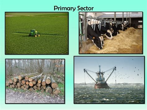 examples of primary economic sector