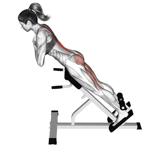 exercice dos machine basic fit