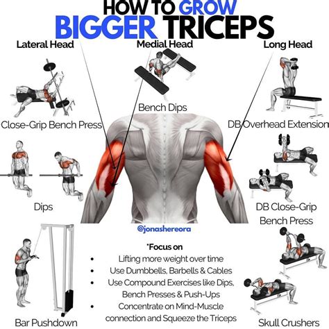 exercises to improve biceps and triceps