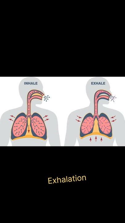 expelled out in exhalation meaning in urdu