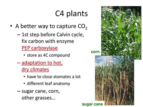 explain c4 plants