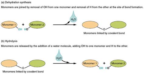 explain dehydration synthesis and hydrolysis reactions