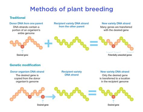 explain plant breeding