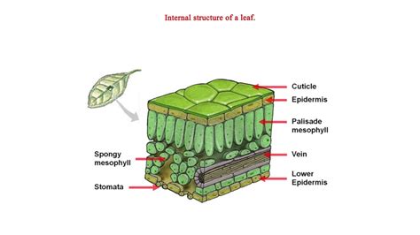 explain the internal structure of the leaf