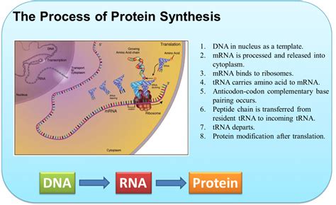 explain the process of initiation during protein synthesis