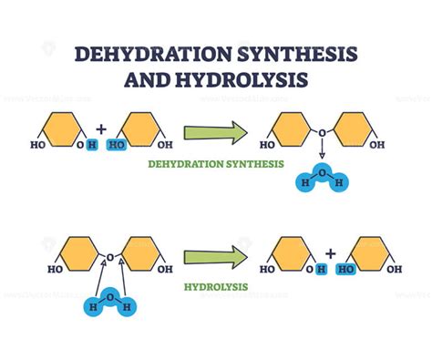 explain the processes of dehydration synthesis and hydrolysis