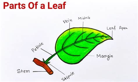 explain the structure of a leaf class 4