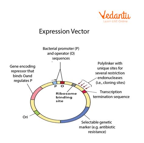expression vector example in biotechnology