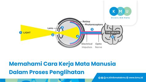 fakta otak proses visual cepat