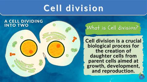 fast cell division
