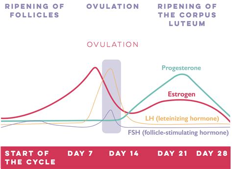 Female Hormones Chart
