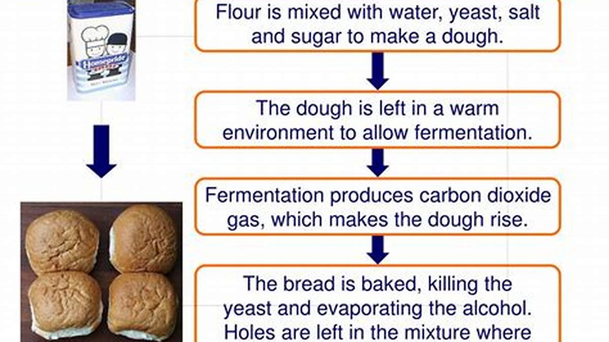 Fermentation Process Bread