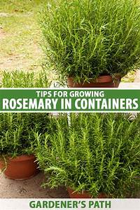 Fertilizer for Rosemary Plant