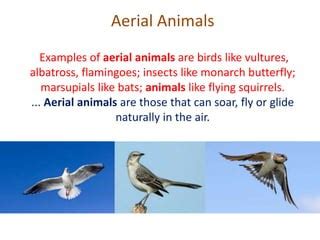 few examples of aerial animals