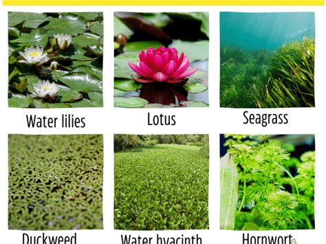 few examples of aquatic plants
