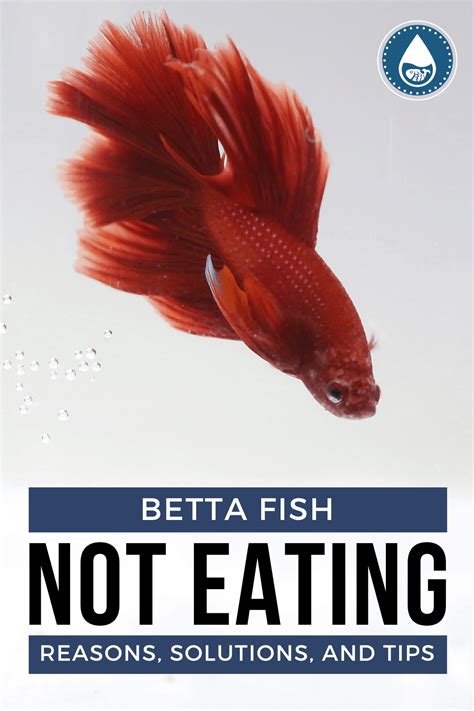 Fish not eating