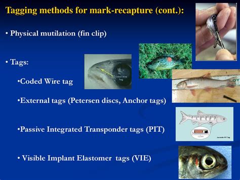 fish tagging methods