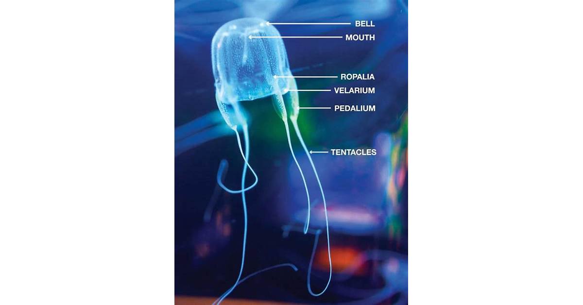 fish-anatomy-vs-jellyfish-anatomy
