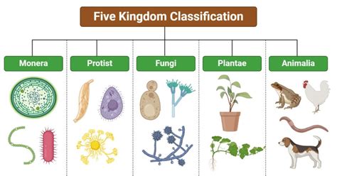 five classification of animal kingdom with examples
