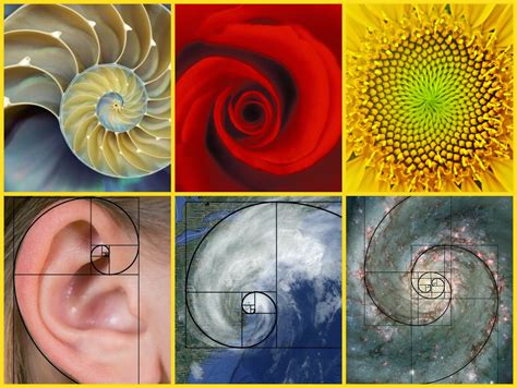 five examples of fibonacci sequence in nature