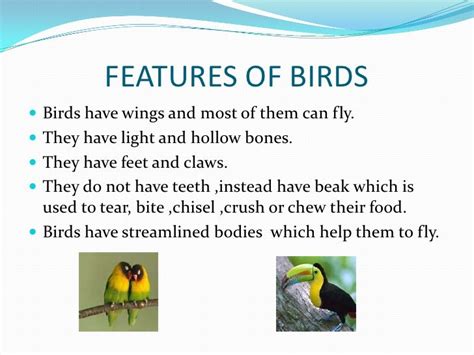 five features of birds for class 3