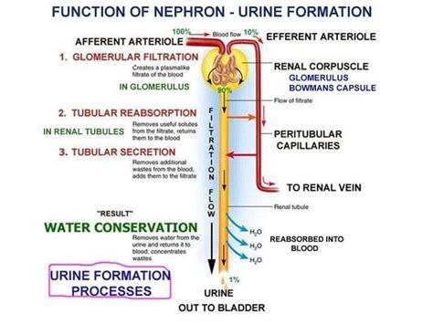 Flow Of Urine Chart