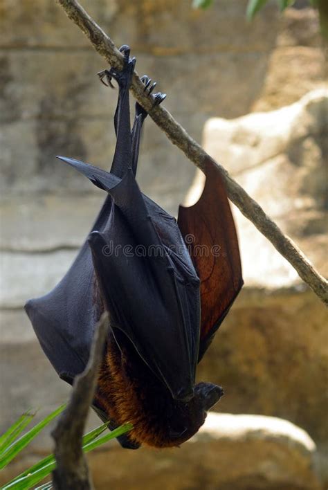 flying fox