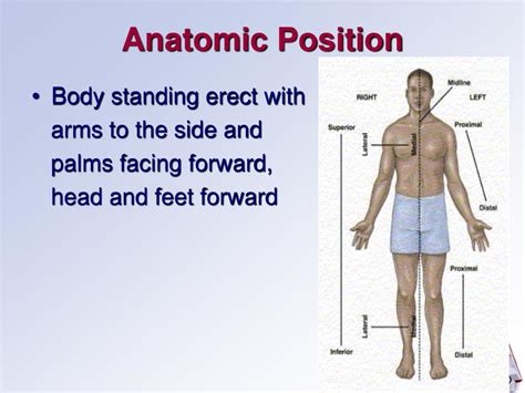 forward facing define