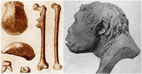 fosil pithecanthropus erectus