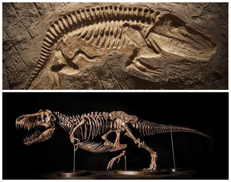 fosil tulang dinosaurus