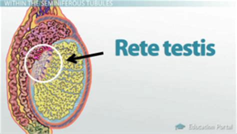 function of rete testis class 12